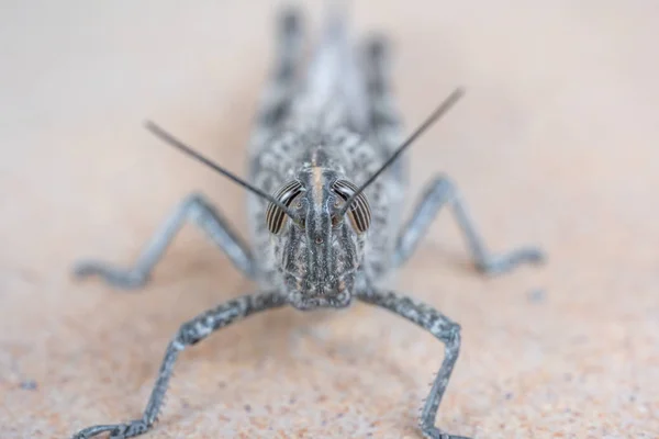 Nahaufnahme einer Heuschrecke — Stockfoto