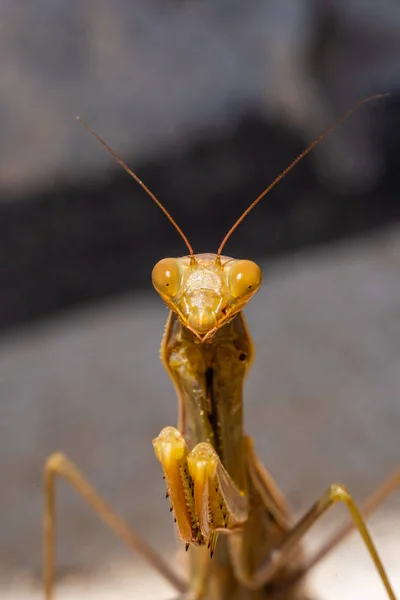 Vista cercana de una mantis europea — Foto de Stock