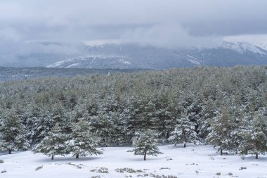 Arkasında karlı dağlar olan karlı çam ormanları