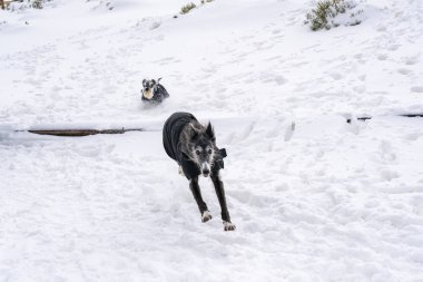 İki köpek karda koşup oynuyor.