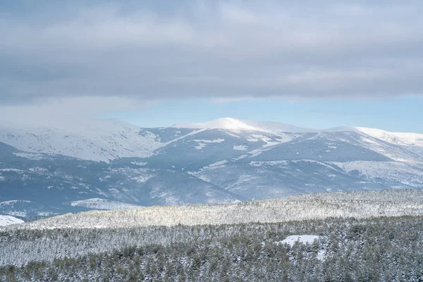 Snowy sosnowy las ze śnieżnymi górami w tle — Zdjęcie stockowe