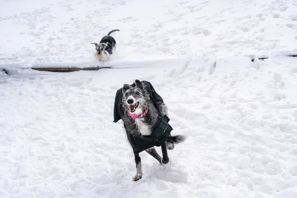 两只狗在雪地里玩耍和奔跑 — 图库照片