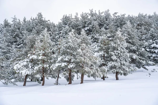 雪に覆われた松の森 — ストック写真