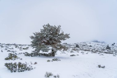 Bir kar fırtınasının ortasında yapayalnız çam