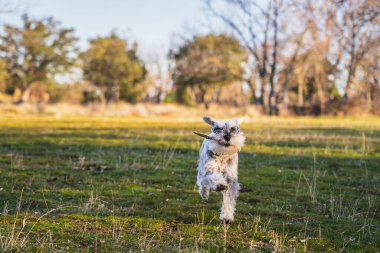 Gri minyatür schnauzer baharda gün batımında çayırda mutlu bir şekilde koşuyor.