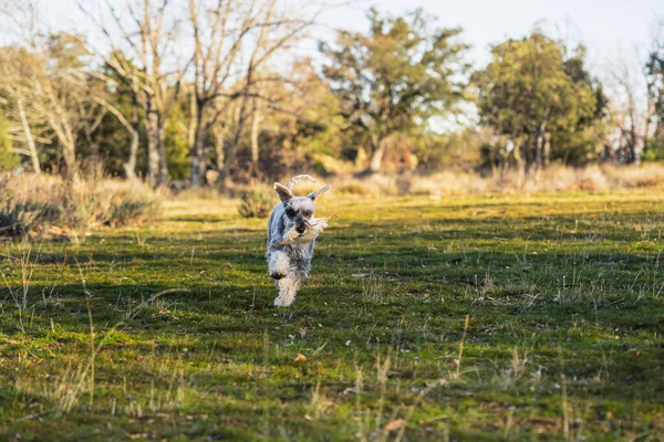 Gray Miniature Schnauzer Running Happily Meadow Sunset Spring — Stock Photo, Image