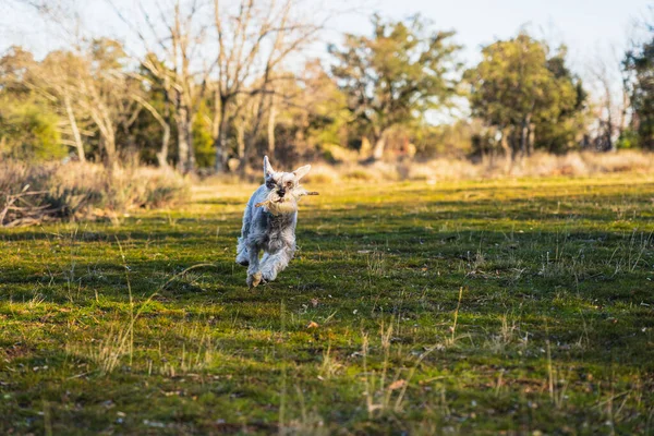 Gray Miniature Schnauzer Running Happily Meadow Sunset Spring — Stock Photo, Image