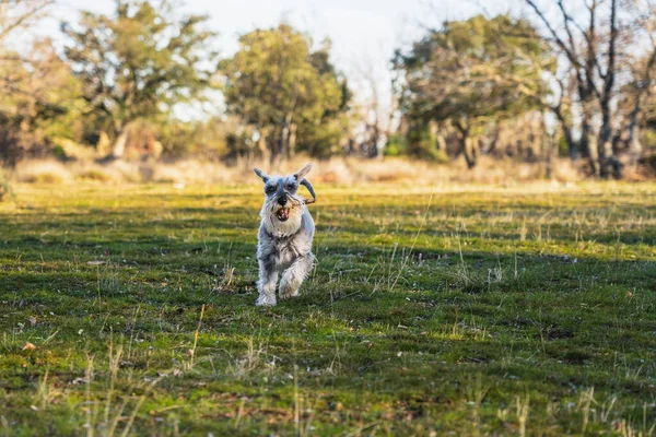 Gray Miniatur Schnauzer Berjalan Bahagia Melalui Padang Rumput Saat Matahari — Stok Foto