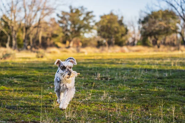 Gray Miniature Schnauzer Running Happily Meadow Sunset Spring — Stock Photo, Image
