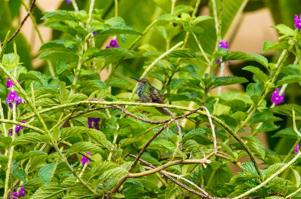 Маленькая Зеленая Колибри Отдыхает Фиолетовом Цветущем Растении Коста Рике — стоковое фото