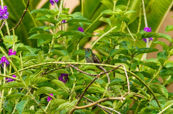 Kosta Rika Mor Çiçekli Bir Bitkinin Üzerinde Dinlenen Küçük Yeşil — Stok fotoğraf