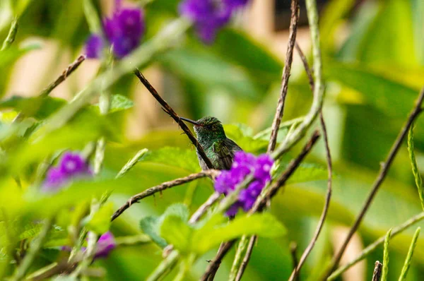 Pequeño Colibrí Verde Descansando Sobre Una Planta Floreciente Púrpura Costa — Foto de Stock