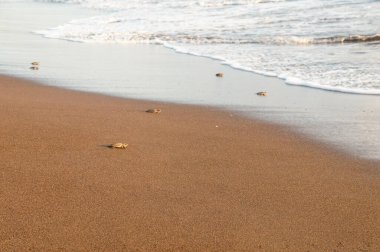 Small newborn turtles walking towards the sea on the beach of Tortuguero, on the Caribbean coast of Costa Rica clipart