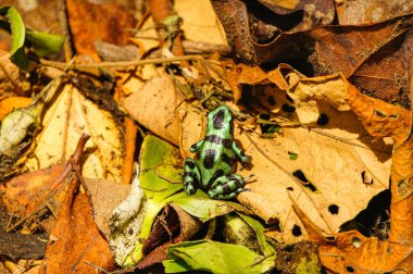 Green and black poison dart frog among the dry leaves of the jungle floor in Tortuguero, Costa Rica clipart