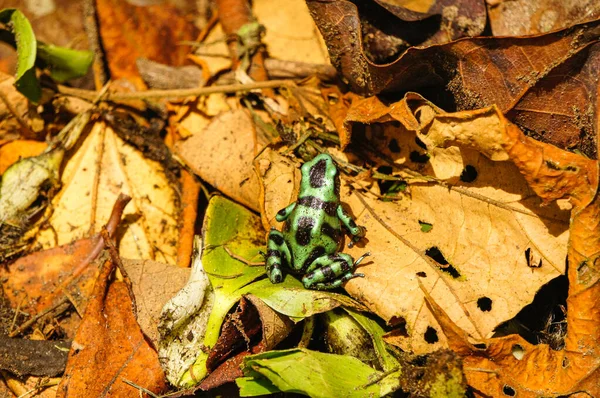 Зеленый Черный Дротик Лягушка Среди Сухих Листьев Пола Джунглей Tortuguero — стоковое фото