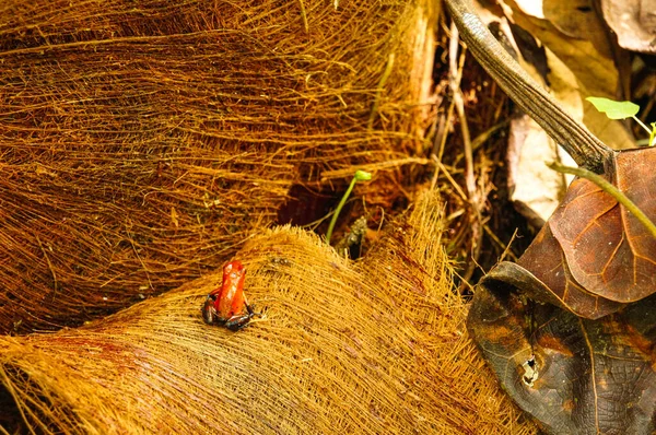 Rana Venenosa Fresa Entre Las Hojas Secas Del Suelo Selva — Foto de Stock