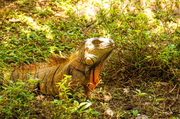 哥斯达黎加托尔图盖罗草丛中的雄性绿色鬣蜥 — 图库照片