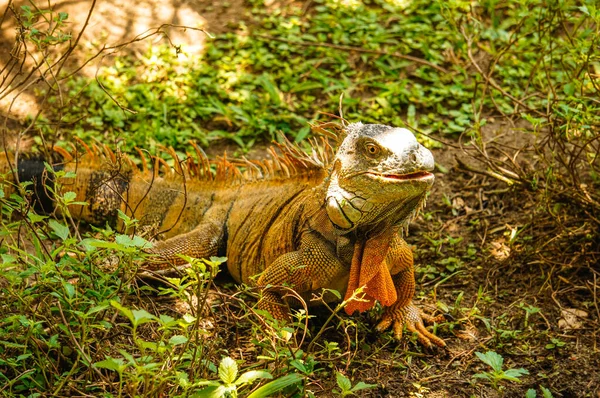 Iguana Verde Masculina Entre Grama Puntarenas Costa Rica — Fotografia de Stock