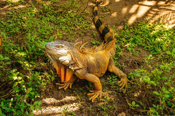哥斯达黎加托尔图盖罗草丛中的雄性绿色鬣蜥 — 图库照片