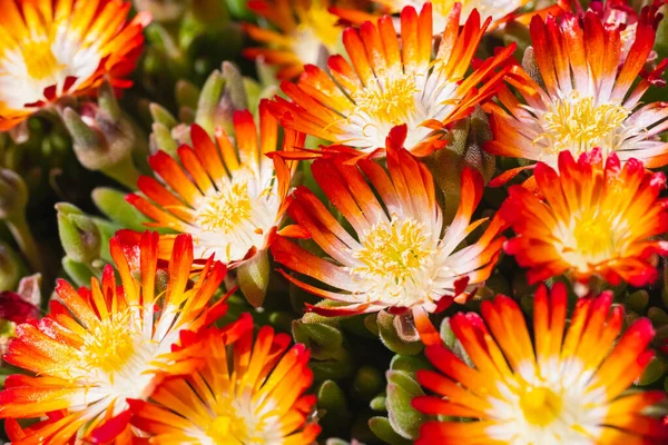 Lampranthus Con Sus Flores Azahar Abiertas Primavera —  Fotos de Stock