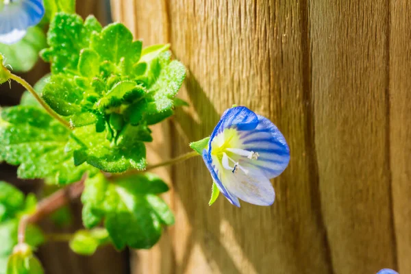 Veronica, ahşap bir duvarın yanında çiçek açıyor.