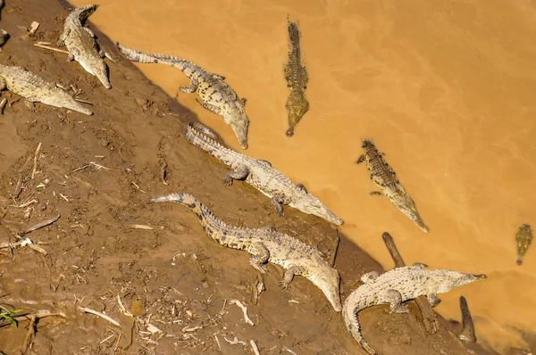 Kosta Rika 'da bir köprünün altındaki nehirde dinlenen bir grup timsah.