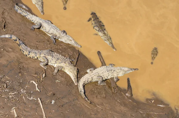Group Crocodiles Resting River Bridge Costa Rica — Stock Photo, Image