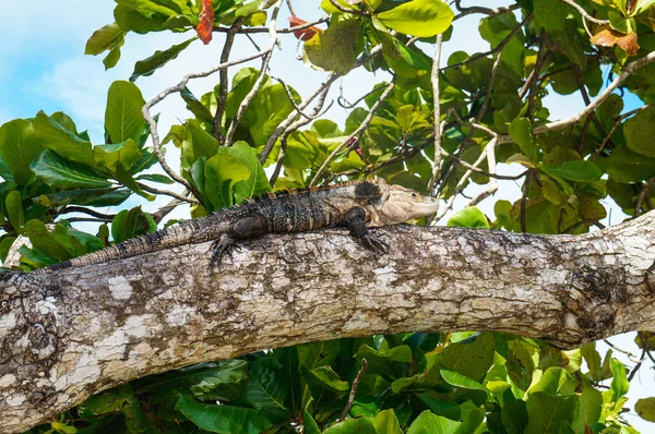 哥斯达黎加曼纽尔安东尼奥海滩行李箱顶部的黑鬣蜥 — 图库照片