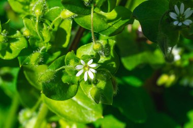 İlkbaharda serastium difüzyon (fare kulağı) çiçeği ve bitki