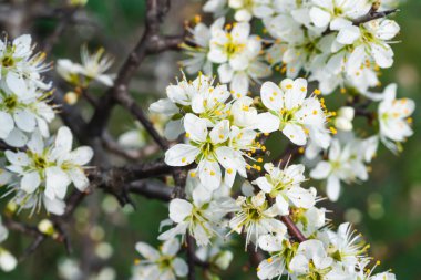 Prunus Spinosa İlkbaharda açan beyaz çiçekler