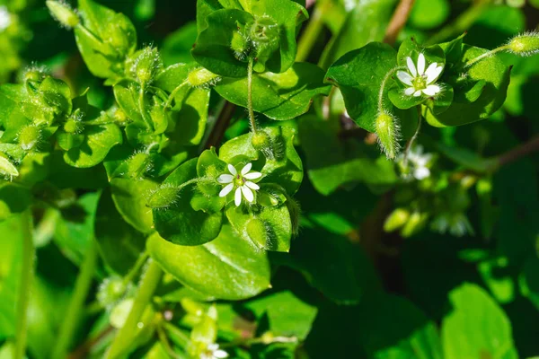 Cerastium Diffusum Mausohr Blüht Und Pflanzt Frühling — Stockfoto
