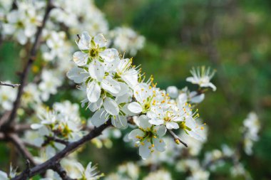 Prunus Spinosa İlkbaharda açan beyaz çiçekler