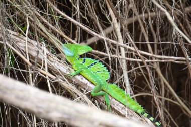 Kosta Rika, Tortuguero 'da bir dalın tepesinde duran erkek bir yeşil basilisk (diğer adıyla İsa Kertenkelesi)