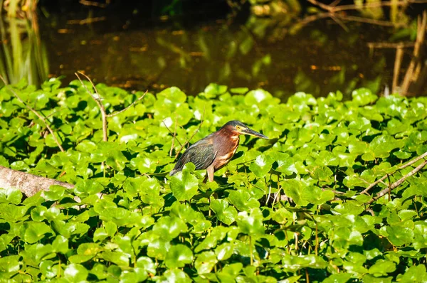 Green Heron Hunting Top Log River Tortuguero Costa Rica — Stock Photo, Image