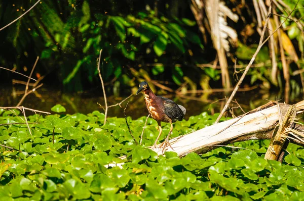 在哥斯达黎加托尔图盖罗的一条河里 绿色鲱鱼在一根圆木上捕猎 — 图库照片