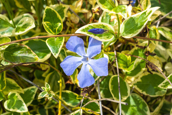 Vinca purple flower open in spring, macro view