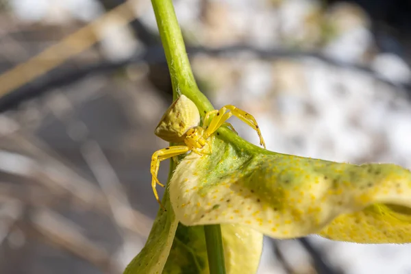 Araña Amarilla Encaramada Tallo Una Planta Que Protege Visión Joven — Foto de Stock