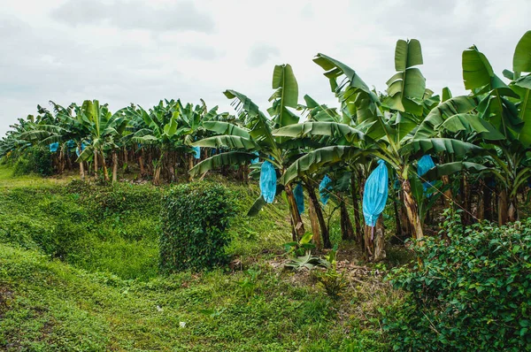 Plantaciones Plátanos Costa Rica Puede Ver Los Racimos Plátanos Protegidos — Foto de Stock