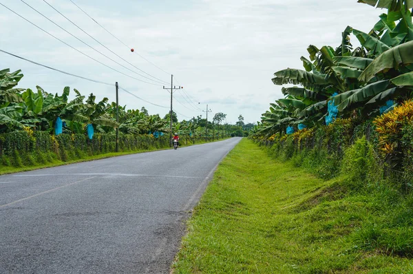 Motocicleta Conduciendo Camino Entre Plantaciones Banano Costa Rica Pueden Ver — Foto de Stock