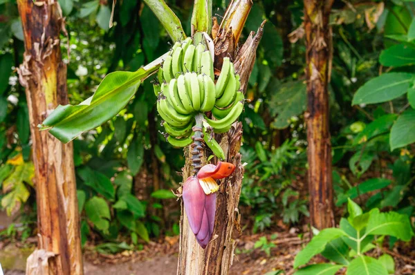 Ramo Plátanos Con Flores Costa Rica — Foto de Stock