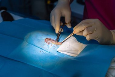 Steril eldivenli veteriner. Bir kedinin monofilament hadım ameliyatıyla dikiş atıyor.