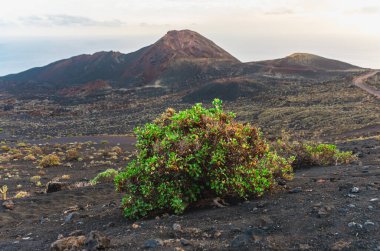 La Palma, Kanarya Adaları 'nın arka planında Wuith Volkanı Teneguia volkanı var.