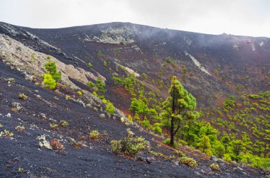 Kanarya Adası, La Palma, Kanarya Adaları 'ndaki San Antonio yanardağının volkanik konisi içinde çam ağaçlarıdır.