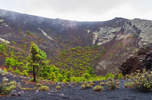 加那利群岛拉帕尔马圣安东尼奥火山火山锥内的金丝雀 — 图库照片
