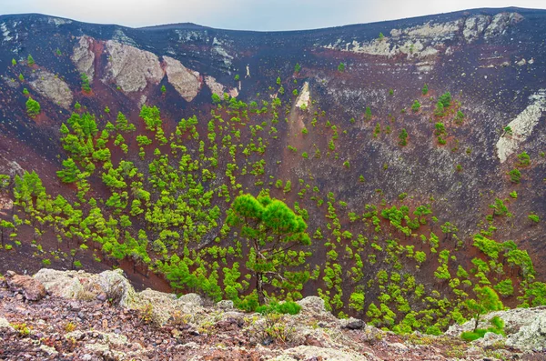 Kanári Szigeteki Fenyők Palma San Antonio Vulkán Vulkanikus Kúpjában Kanári — Stock Fotó