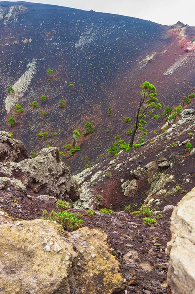 Pinos Canarios Dentro Del Cono Volcánico Del Volcán San Antonio —  Fotos de Stock