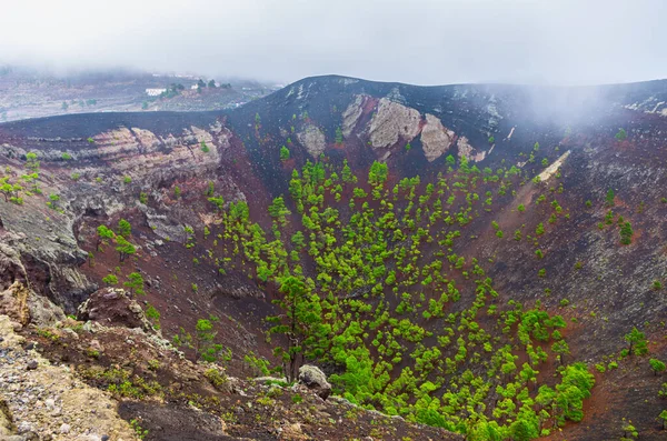 カナリア諸島のラ パルマにあるサンアントニオ火山の火山円錐形の中のカナリア島の松 — ストック写真