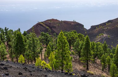 La Palma, Kanarya Adaları 'ndaki Ruta de los Volcanes yolunun yanındaki kanarya ağaçları.