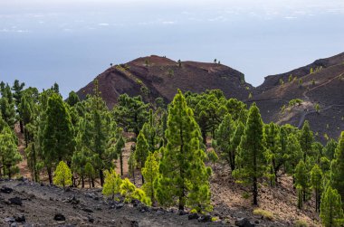 Canary pine trees near the path of Ruta de los Volcanes route in La Palma,Canary Islands clipart