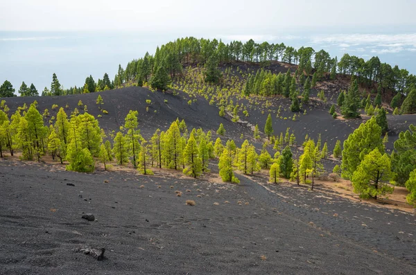 Vulkaan Martin Vulkaan Ruta Los Volcanes Route Palma Canarische Eilanden — Stockfoto